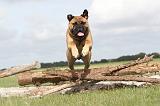 BULLMASTIFF 151